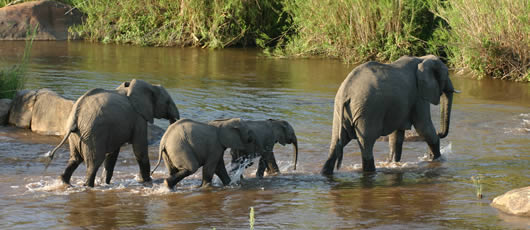 ELEPHANTS
