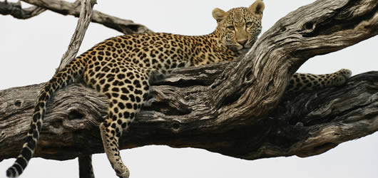 LEOPARD
